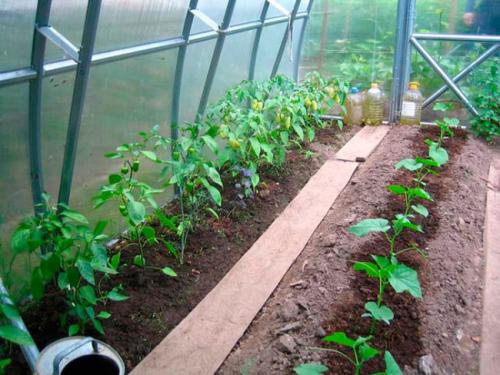 Можно ли сажать огурцы и перец в одной теплице. Можно ли вместе сажать огурцы и перец в теплице?