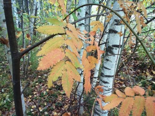 Как хранить картофель в теплом подвале. Картофель не будет гнить при хранении зимой в погребе или подполье. Перебирать его не придется ни разу за всю зиму