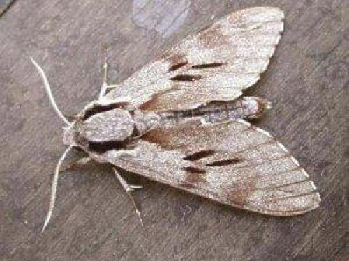 Как вывести моль. Виды, обитающие в жилых помещениях