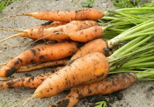 Как подготовить свеклу к хранению. Хранить свеклу с грядки нужно сухой 07