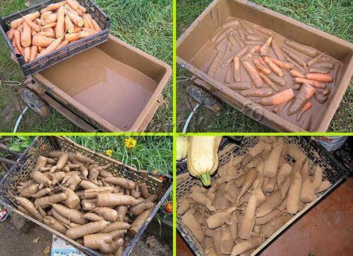 Как сохранить морковь в подвале на зиму. Какими методами можно хранить морковь?
