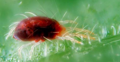 Паутинный клещ на розах. Как избавиться от паутинного клеща на розах?