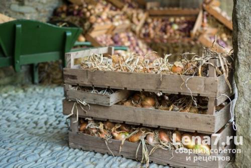 Как хранить лук в квартире. Репчатый