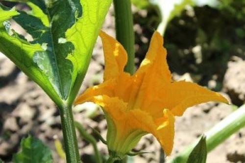 Вяленые кабачки по итальянски. 