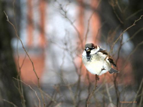 Куда исчезли воробьи. Куда пропали воробьи? Раньше их было полно. А теперь днём с огнём не сыщешь!