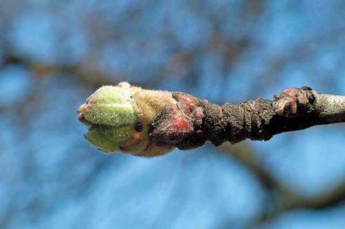 Обработка персика осенью от болезней. Опрыскивание в стадии «зеленого конуса»