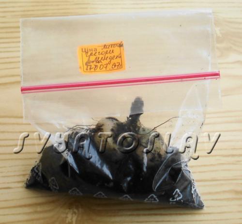 Когда убирать глоксинию на покой. Как подготовить глоксинию к периоду покоя 01