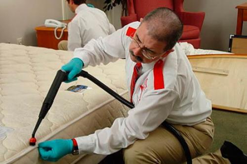 Как вывести клопов из матраса