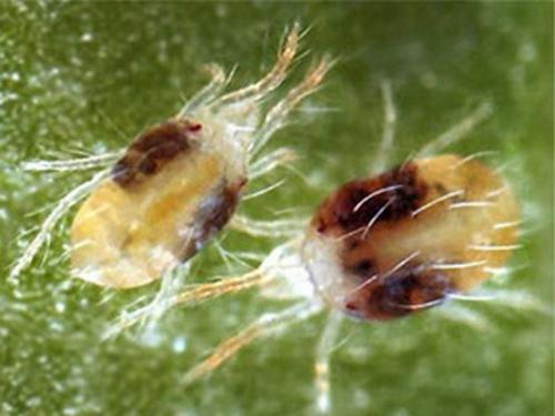Паутинный клещ на розе. Паутинный клещ: внешний вид, признаки появления и профилактика
