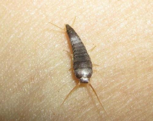 Чем опасны мокрицы в квартире для человека. Роль мокриц в природе и деятельности человека 02