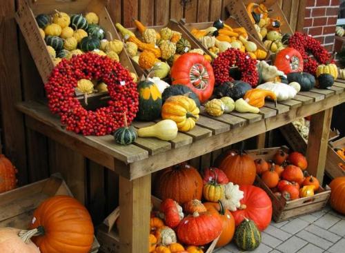 Тыква сколько хранится. Какие сорта подходят для хранения? 06 Тыква сколько хранится. Какие сорта подходят для хранения? 06