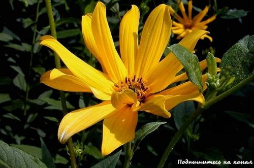 Топинамбур сезон. Топинамбур: лечебные свойства и противопоказания