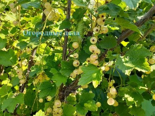 Полив смородины в жару. Смородина: правильный полив для щедрого урожая