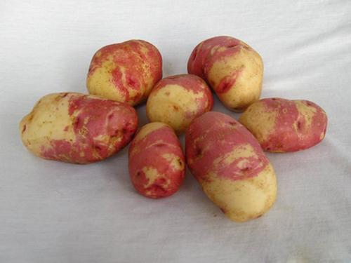 Картофель сорт матрешка. Сорт картофеля Иван да Марья