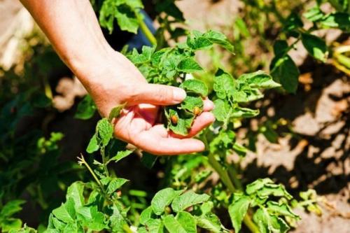 Чего боится колорадский жук