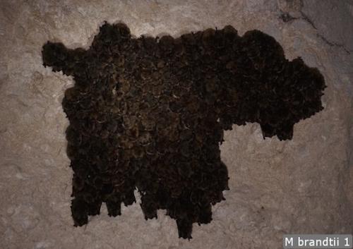 При какой температуре летучие мыши впадают в спячку. Там где зимуют летучие мыши