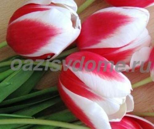 Выгонка тюльпанов к 8 Марта форум. Как выращивать тюльпаны в домашних условиях?