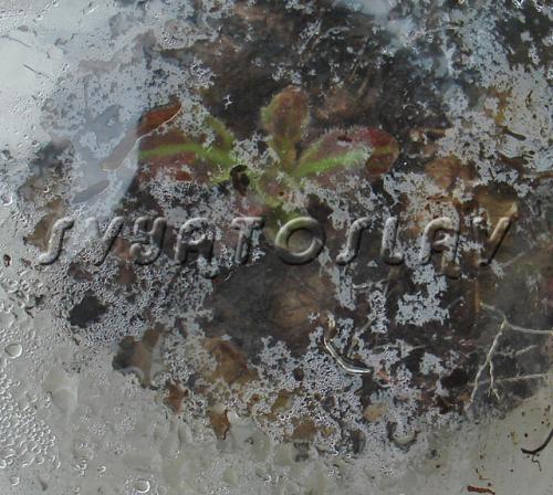 Когда убирать глоксинию на покой. Как подготовить глоксинию к периоду покоя 02