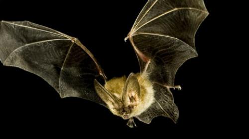 Где живут летучие мыши. Летучие мыши: зачем они нужны?