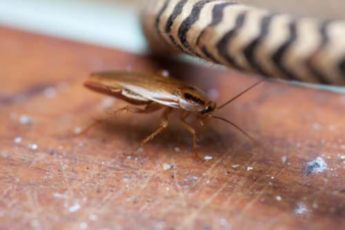 Почему тараканы лезут на потолок. Как предотвратить появление тараканов