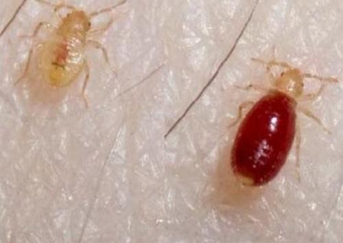 Где живут клопы домашние. Где живут клопы в зараженной квартире 01 Где живут клопы домашние. Где живут клопы в зараженной квартире 01