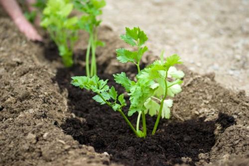 Петрушка Итальянский гигант. Описание и характеристики петрушки Итальянский гигант