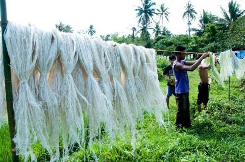 Овощные культуры капуста цветная. Полезные свойства капусты 02