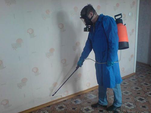 Как избавиться от клопов в диване. Клоповьи страсти: насекомые в диване