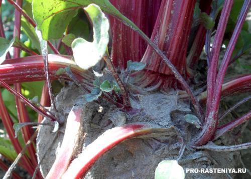 Свекла уборка и хранение. Правила уборки свёклы перед закладкой в хранилище 11 Свекла уборка и хранение. Правила уборки свёклы перед закладкой в хранилище 11