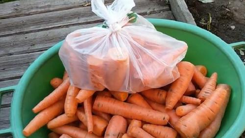 Хранение моркови в пакетах. Особенности хранения моркови в пакетах зимой в подполе