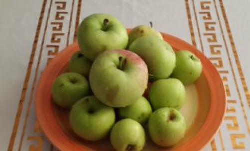 Как сушить яблоки над газовой плитой. Как сушить яблоки в электросушилке