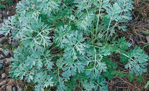 Чего боится колорадский жук