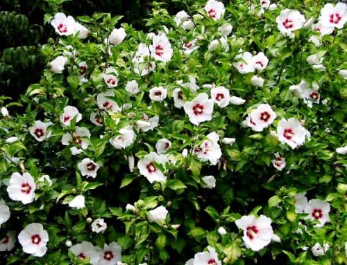 Гибискус сирийский обрезка. Популярные сорта гибискуса сирийского с фото