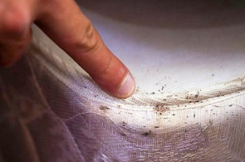 Как избавиться от клопов в диване. Клоповьи страсти: насекомые в диване