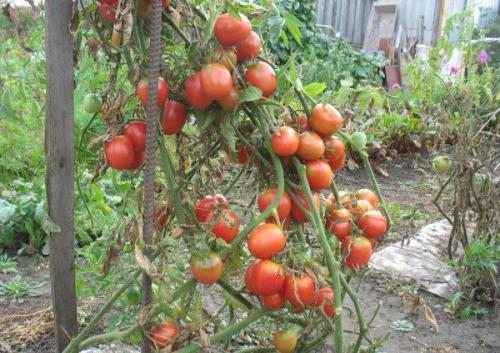 Де-Барао сорт или гибрид. Характеристика сорта томата Де Барао