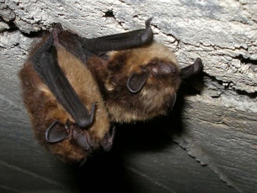 При какой температуре летучие мыши впадают в спячку. Там где зимуют летучие мыши