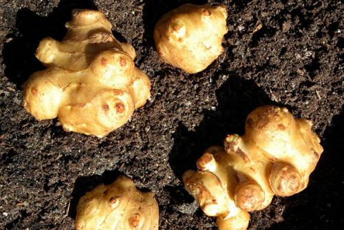 Топинамбур когда сажать. Топинамбур можно и нужно выращивать на дачном участке