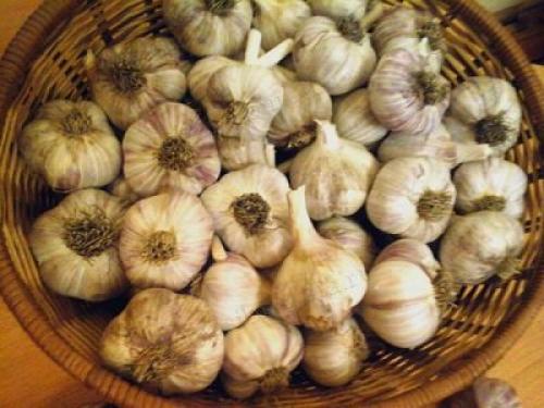 Хранение чеснока зимой в городской квартире. Выбор места и тары 02 Хранение чеснока зимой в городской квартире. Выбор места и тары 02