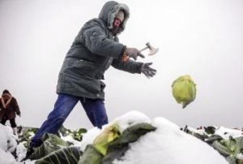 Когда убирать капусту и морковь. Сроки