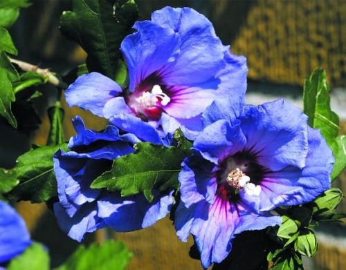 Гибискус сирийский обрезка. Популярные сорта гибискуса сирийского с фото