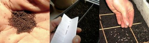 Как вырастить табак в домашних условиях. Выращивание табака в домашних условиях 02 Как вырастить табак в домашних условиях. Выращивание табака в домашних условиях 02