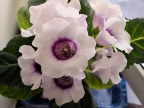 Глоксинии размножение листом. Частью листа 09 Глоксинии размножение листом. Частью листа 09