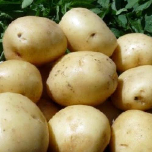 Картошка Гала характеристика. Сорт картофеля Гала: фото и описание