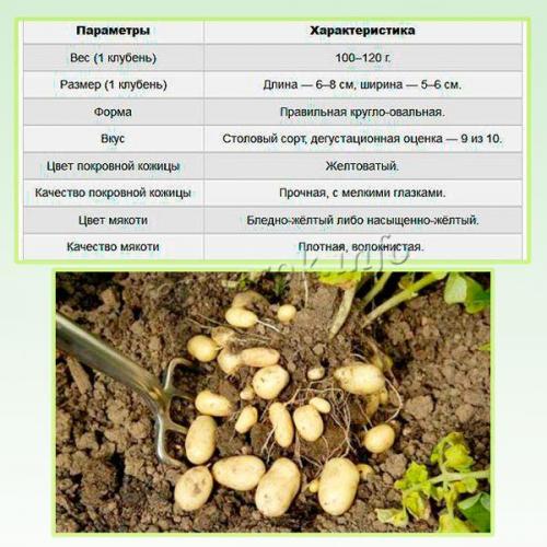 Картофель Гала описание. Картофель Гала
