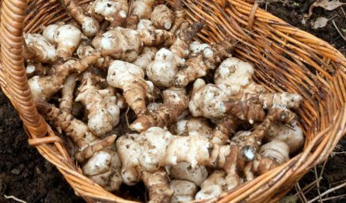 Как хранить топинамбур. Условия и срок хранение топинамбура в домашних условиях