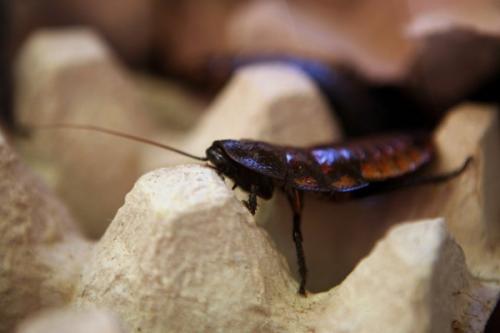 Почему тараканы лезут на потолок. Как предотвратить появление тараканов