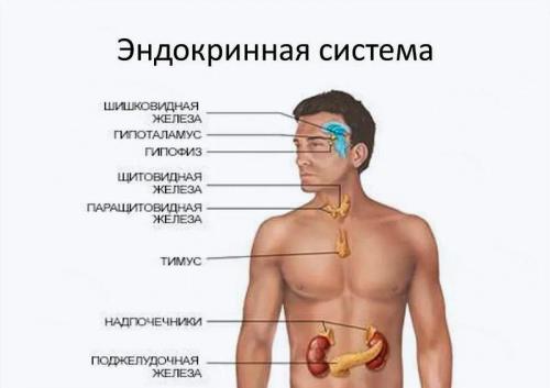 Топинамбур сезон. Топинамбур: лечебные свойства и противопоказания