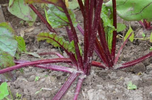 Когда убирать свёклу с огорода. Когда убирать свеклу с грядки на хранение