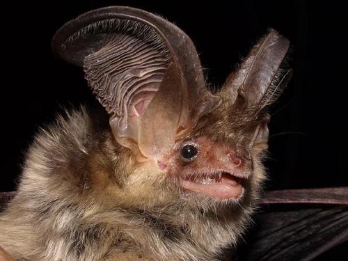 При какой температуре летучие мыши впадают в спячку. Там где зимуют летучие мыши