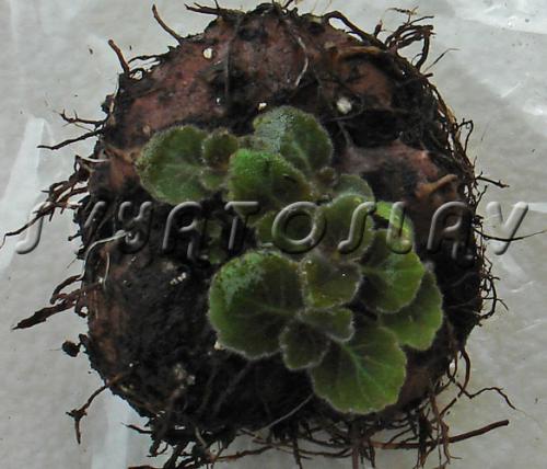 Когда убирать глоксинию на покой. Как подготовить глоксинию к периоду покоя 03